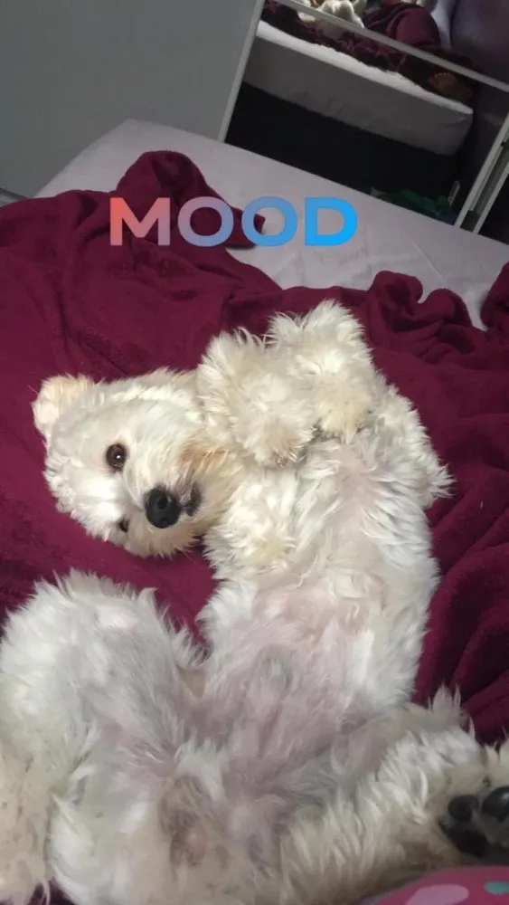 Cachorro ra a Poodle idade 1 ano nome Thor