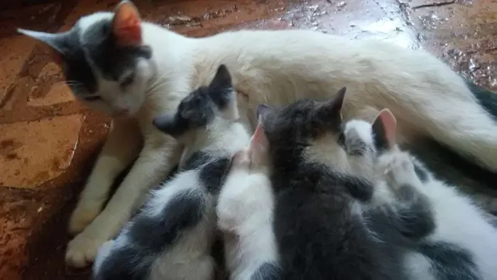 Gato ra a Vira-Lata idade Abaixo de 2 meses nome ---