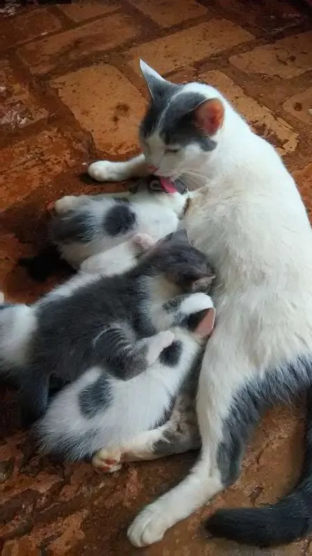 Gato ra a Vira-Lata idade Abaixo de 2 meses nome ---