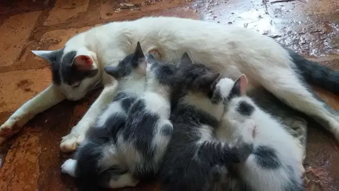 Gato ra a Vira-Lata idade Abaixo de 2 meses nome ---