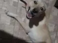 Lala