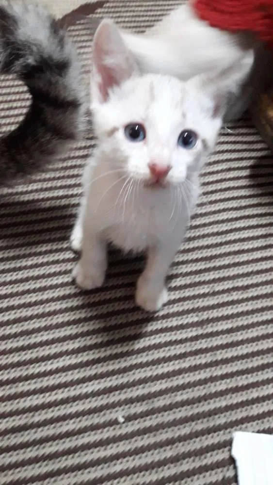 Gato ra a Vira-lata idade Abaixo de 2 meses nome Não tem 