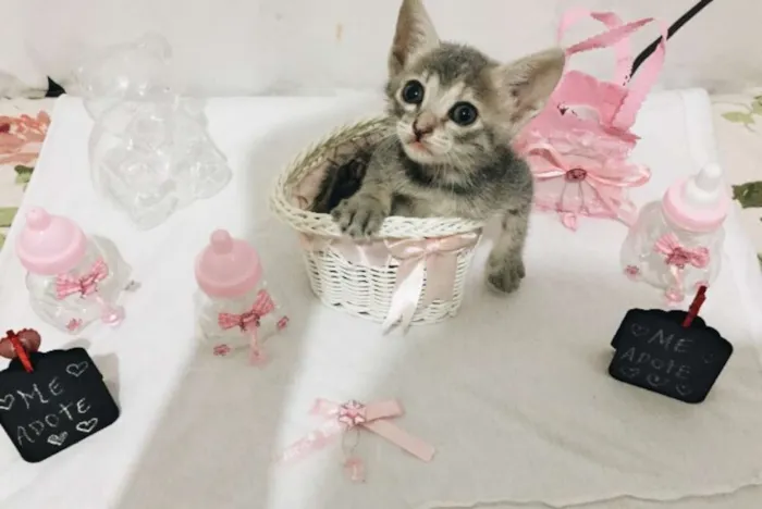 Gato raça  idade 2 a 6 meses nome adote