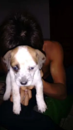 Cachorro raça Basset com vira-lata idade Abaixo de 2 meses nome Kenan