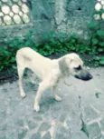 Toby