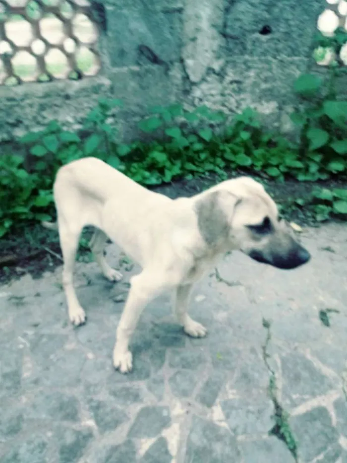 Cachorro ra a Viralata idade 2 a 6 meses nome Toby