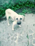 Toby