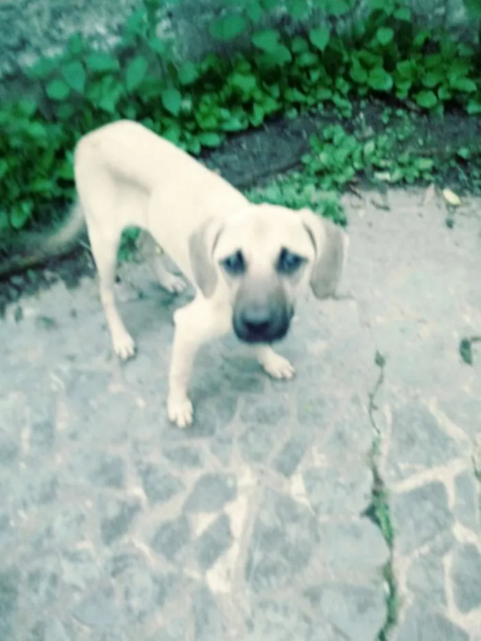 Cachorro ra a Viralata idade 2 a 6 meses nome Toby