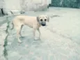 Toby