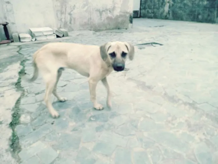 Cachorro ra a Viralata idade 2 a 6 meses nome Toby