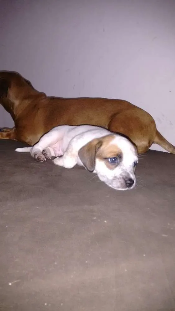 Cachorro ra a Basset com vira-lata idade Abaixo de 2 meses nome Foguinho