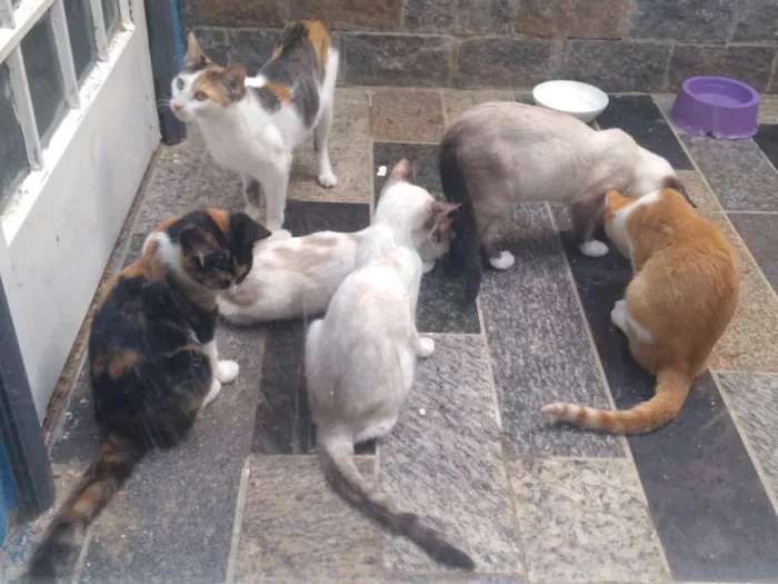 Gato ra a Siames idade 2 a 6 meses nome Miadinha narizinho