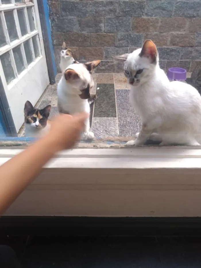Gato ra a Siames idade 2 a 6 meses nome Miadinha narizinho