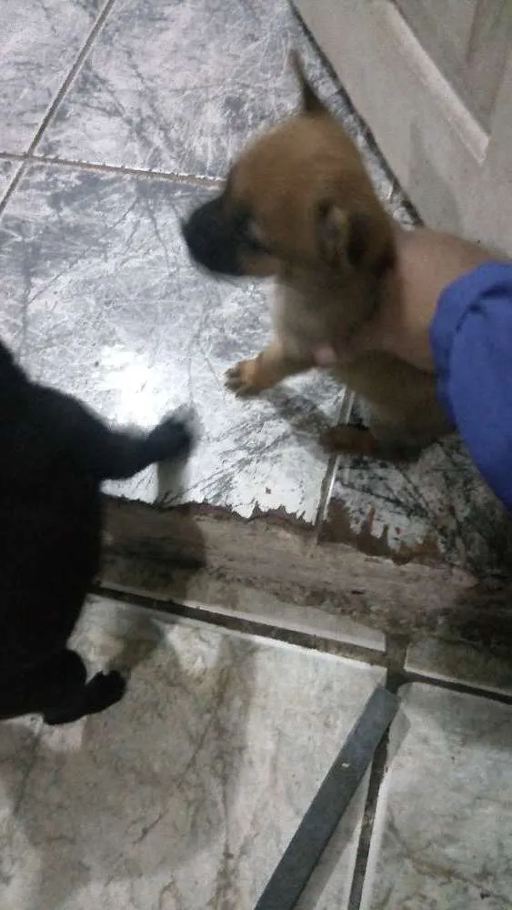 Cachorro ra a Raça não definada idade Abaixo de 2 meses nome Filhote/shopping int