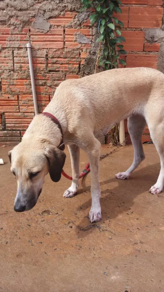 Cachorro ra a Fila idade  nome Kitta