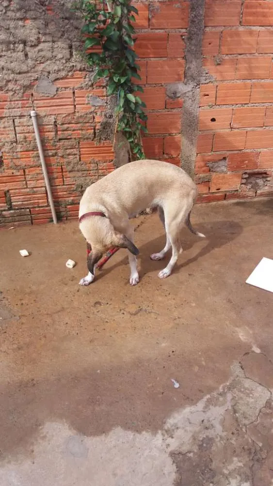Cachorro ra a Fila idade  nome Kitta