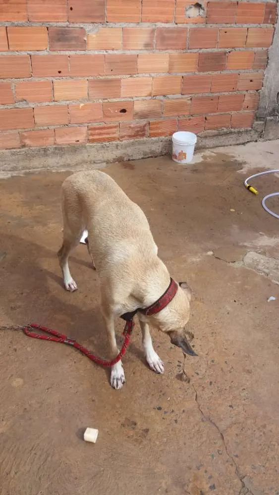 Cachorro ra a Fila idade  nome Kitta