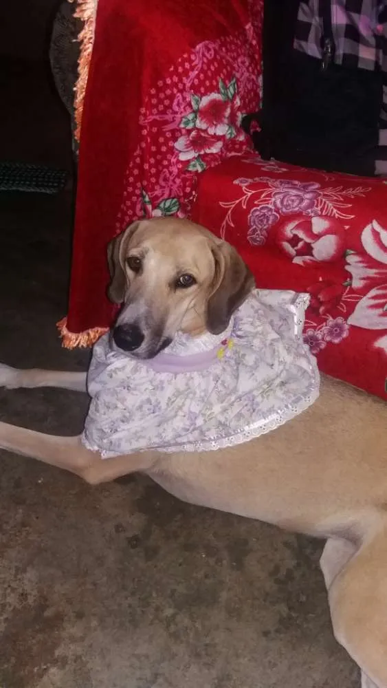 Cachorro ra a Fila idade  nome Kitta