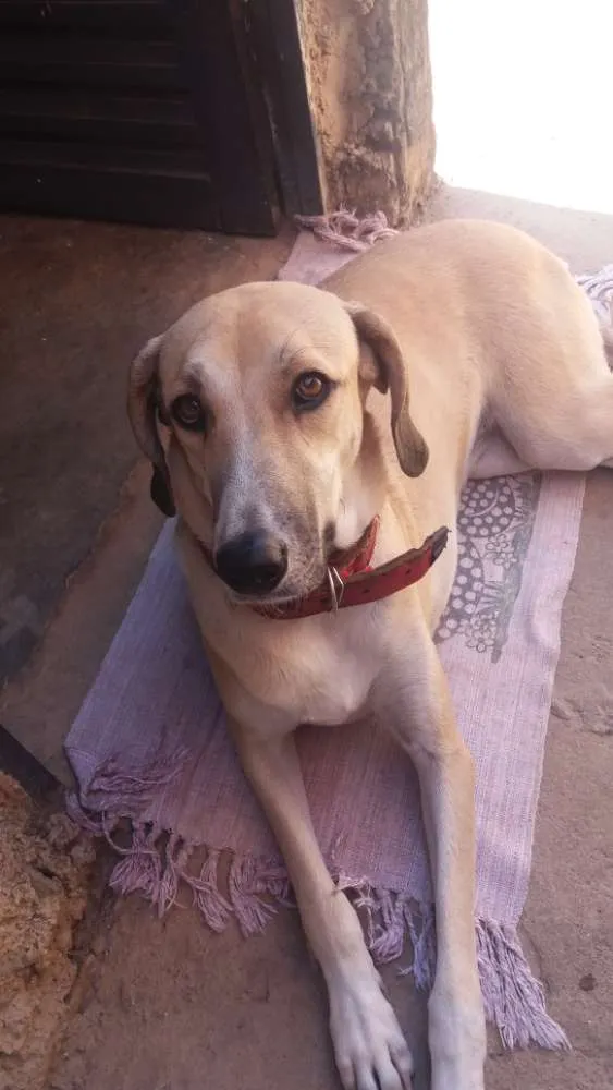 Cachorro ra a Fila idade  nome Kitta