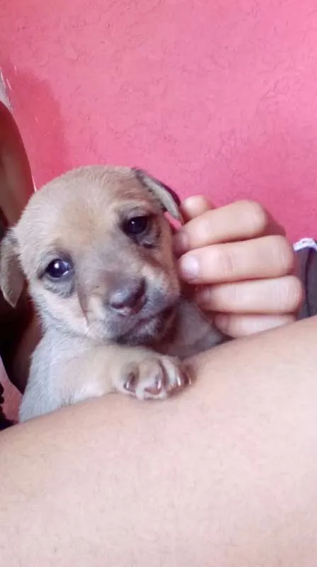 Cachorro ra a SRD idade Abaixo de 2 meses nome sem nome