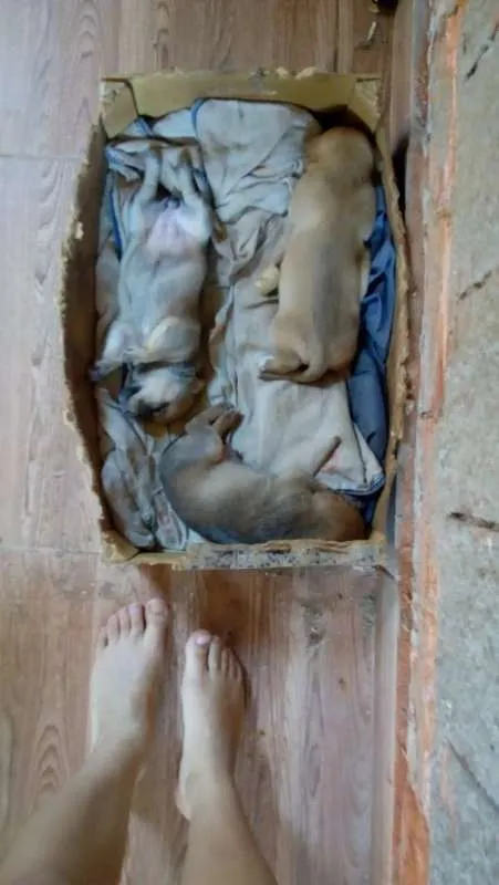 Cachorro ra a SRD idade Abaixo de 2 meses nome sem nome