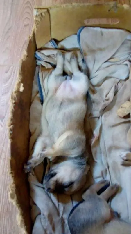 Cachorro ra a SRD idade Abaixo de 2 meses nome sem nome