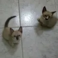 Filhotes
