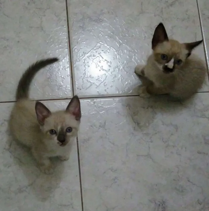 Gato raça  idade Abaixo de 2 meses nome Filhotes
