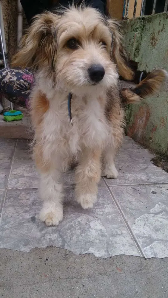 Cachorro ra a Vira lata idade 2 a 6 meses nome Sem nome