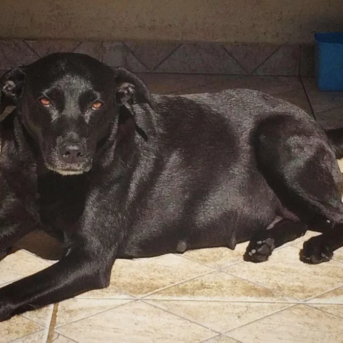 Cachorro raça SRD idade 2 anos nome Pandora