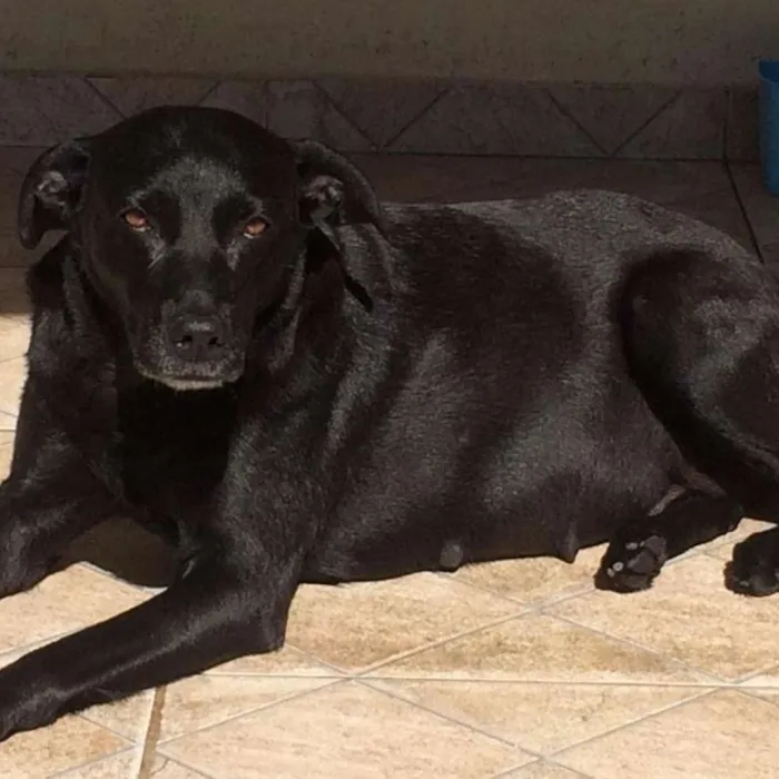 Cachorro raça SRD idade 2 anos nome Pandora