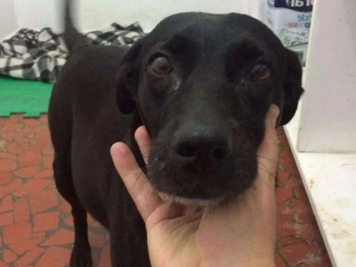 Cachorro raça SRD idade 2 anos nome Pandora