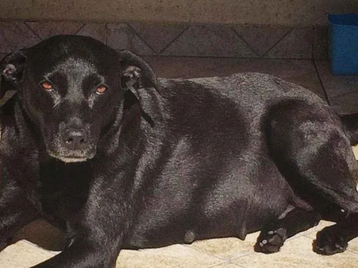 Cachorro raça SRD idade 2 anos nome Pandora