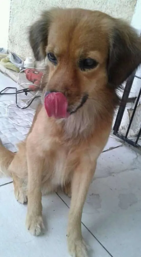 Cachorro raça Rnd idade 7 a 11 meses nome BOBOS