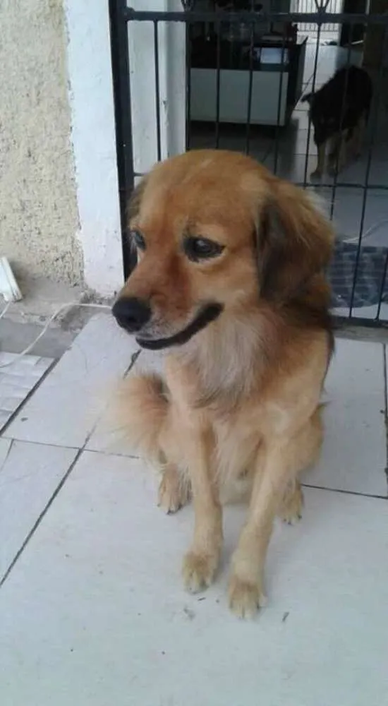 Cachorro raça Rnd idade 7 a 11 meses nome BOBOS