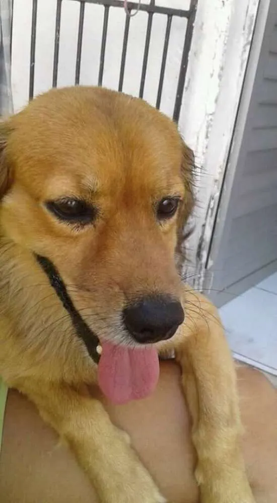 Cachorro raça Rnd idade 7 a 11 meses nome BOBOS