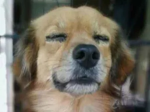 Cachorro raça Rnd idade 7 a 11 meses nome BOBOS