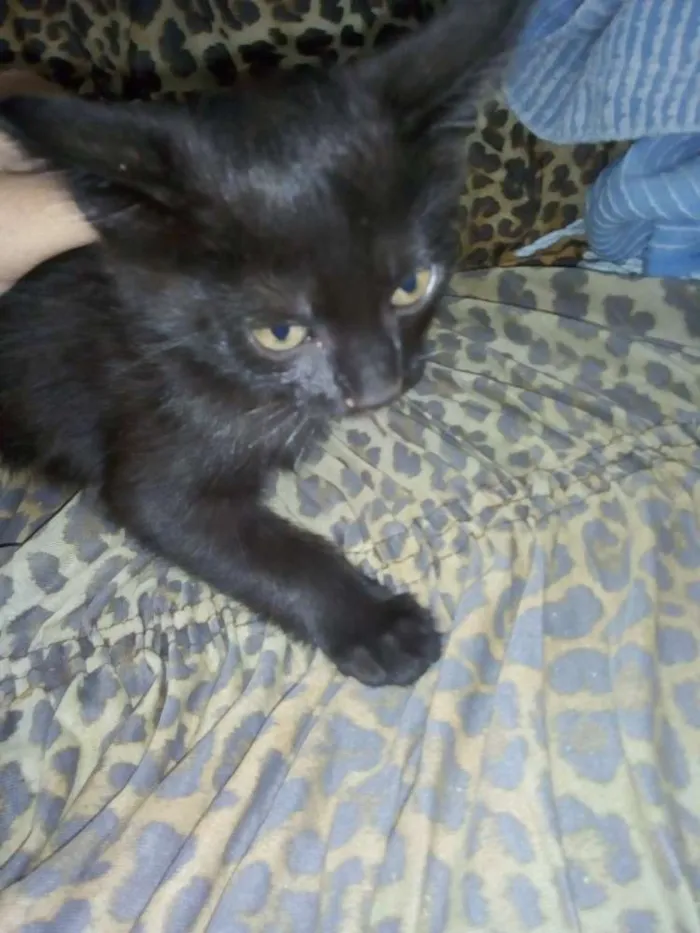 Gato ra a Indefinida idade 7 a 11 meses nome Shadow