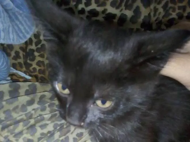 Gato ra a Indefinida idade 7 a 11 meses nome Shadow
