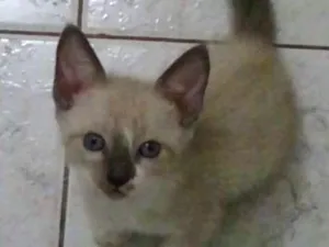 Gato raça  idade Abaixo de 2 meses nome Filhotes