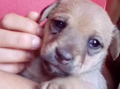 Cachorro ra a SRD idade Abaixo de 2 meses nome sem nome