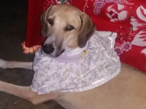 Cachorro raça Fila idade  nome Kitta
