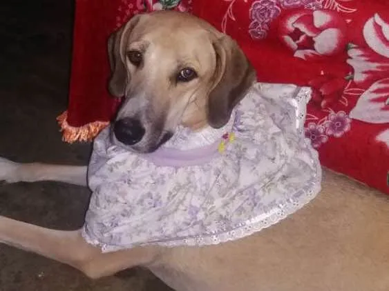 Cachorro ra a Fila idade  nome Kitta