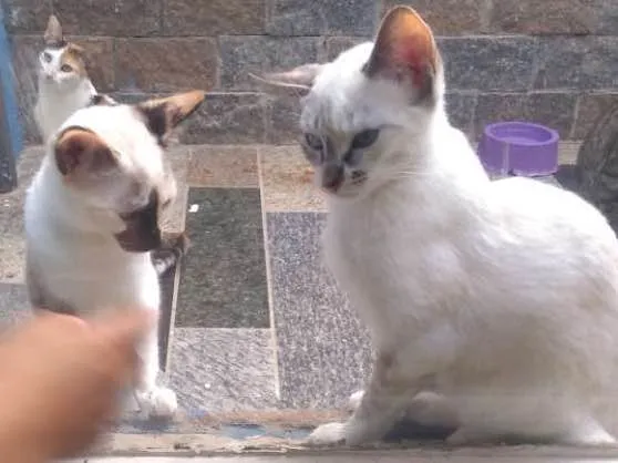 Gato ra a Siames idade 2 a 6 meses nome Miadinha narizinho