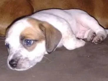 Cachorro ra a Basset com vira-lata idade Abaixo de 2 meses nome Foguinho