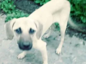 Cachorro raça Viralata idade 2 a 6 meses nome Toby