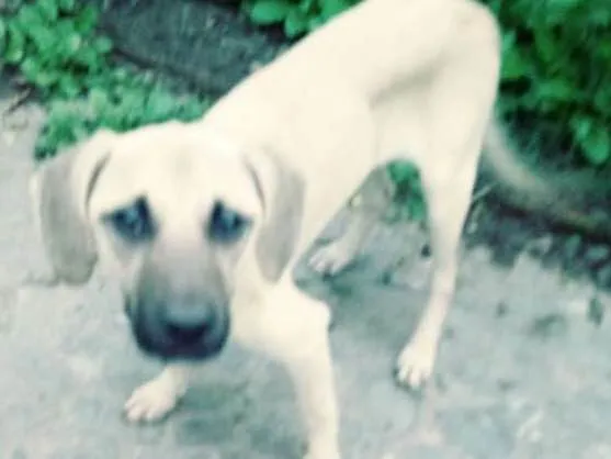 Cachorro ra a Viralata idade 2 a 6 meses nome Toby