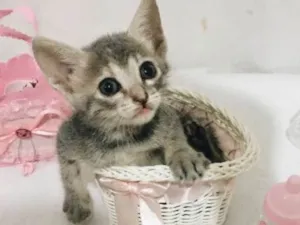 Gato raça  idade 2 a 6 meses nome adote