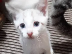 Gato raça Vira-lata idade Abaixo de 2 meses nome Não tem 