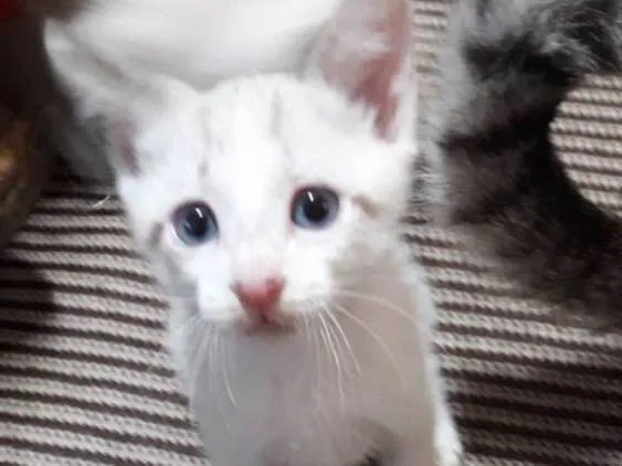 Gato ra a Vira-lata idade Abaixo de 2 meses nome Não tem 